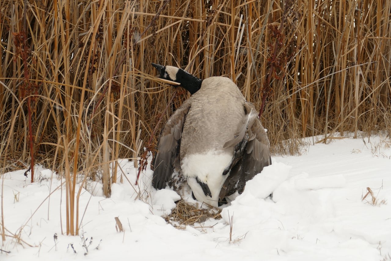 A bird lies on the snow in front of yellow grass spikes.