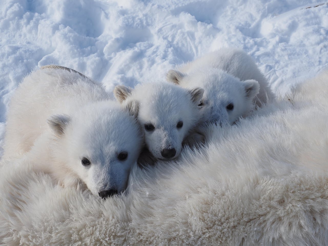 Three small fuzzy white polar bear cubs huddle over their mother's back.