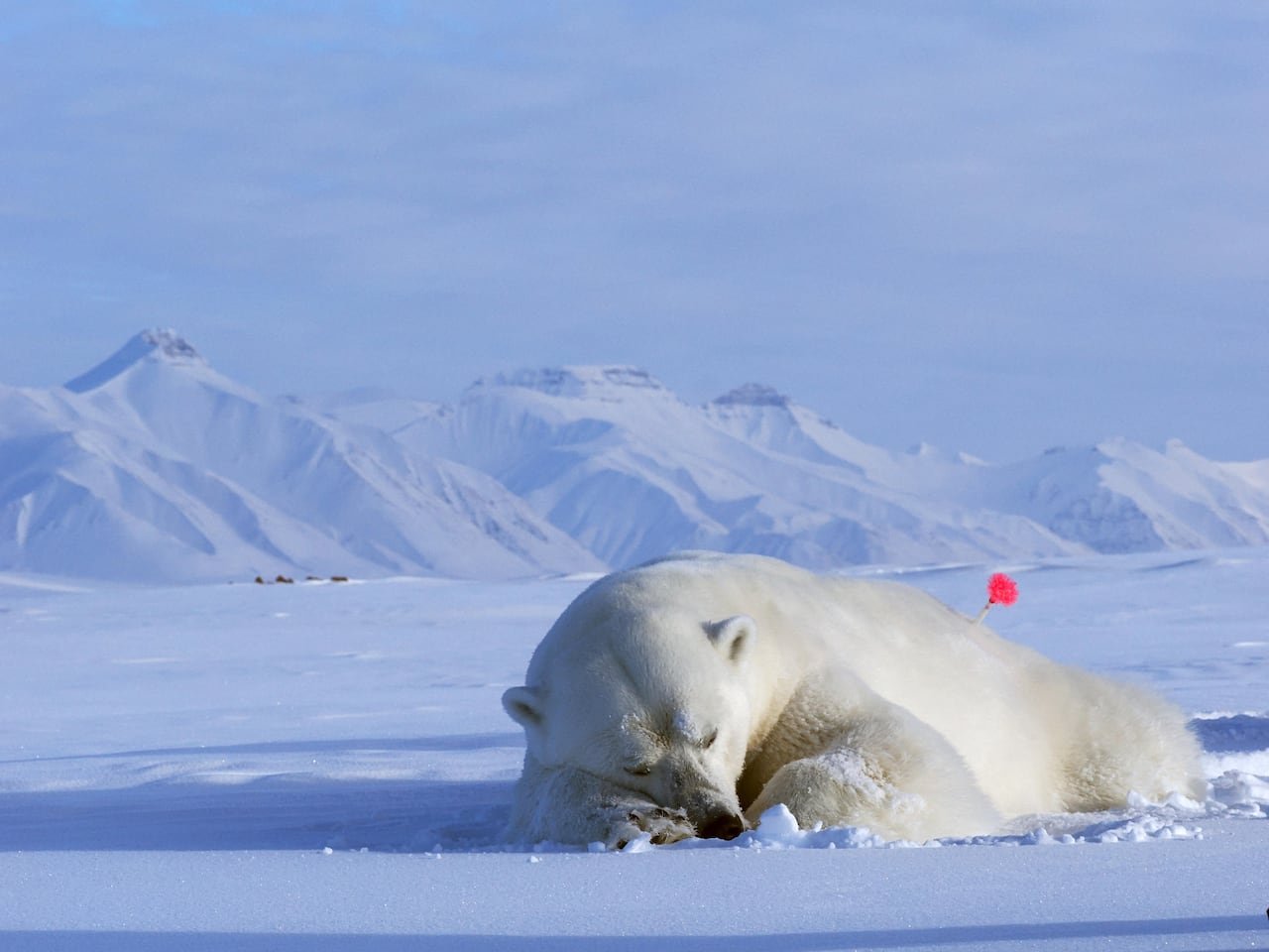A large polar bear sleeps with a pink anesthetic dart in its back, with snow covered hills behind it.