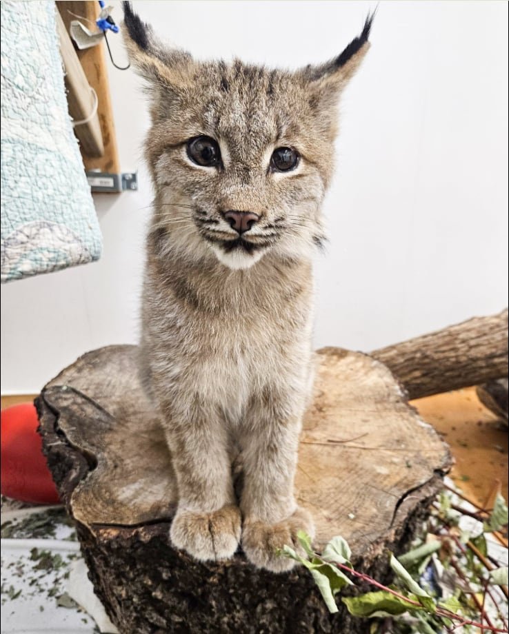 default-572 A young lynx sits on a tree stump