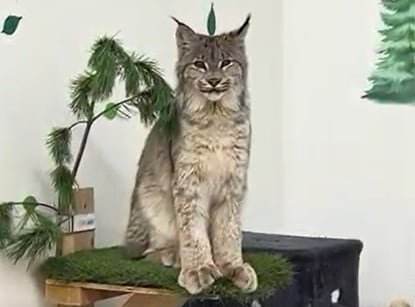 default-573 A juvenile lynx sits on a perch with grass and branches around it