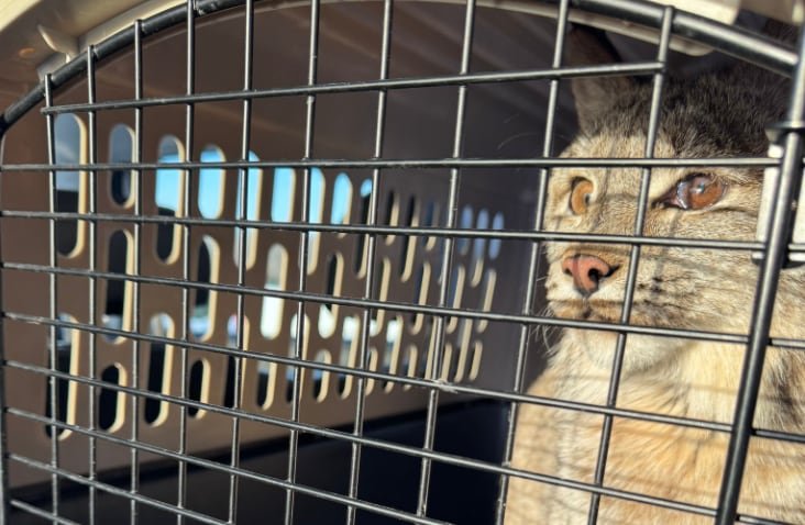 default-574 A lynx sits in a carrier