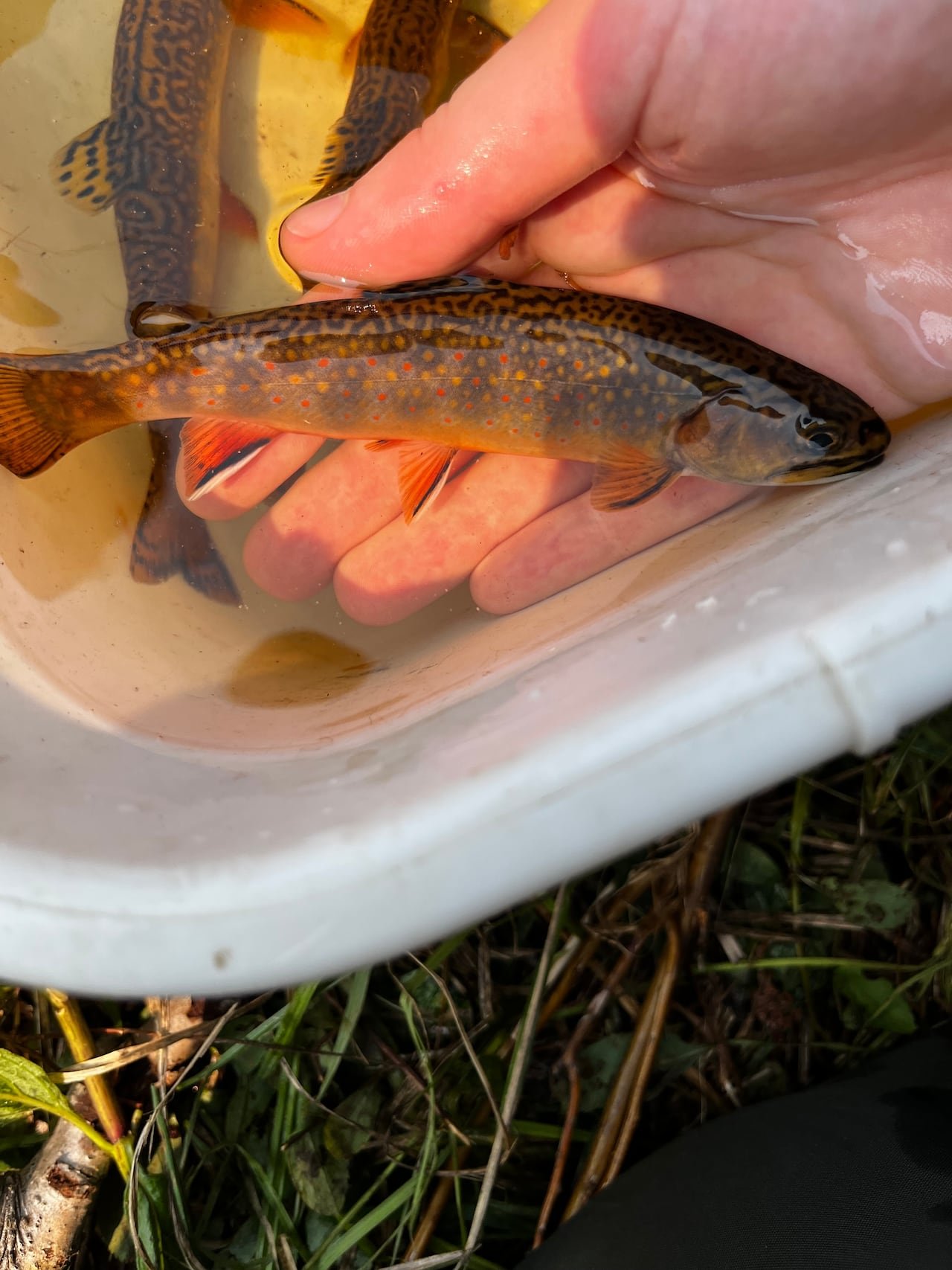 A brook trout