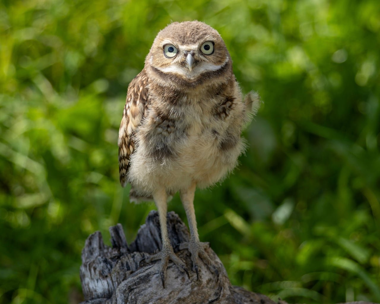 default-123 Burrowing owl.