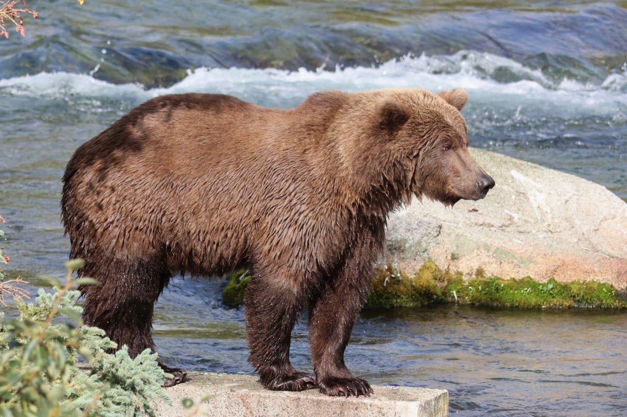A big bear with light brown fur stands on a concrete barrier looking out over a river. Its legs are wet, indicating it just emerged from the water.