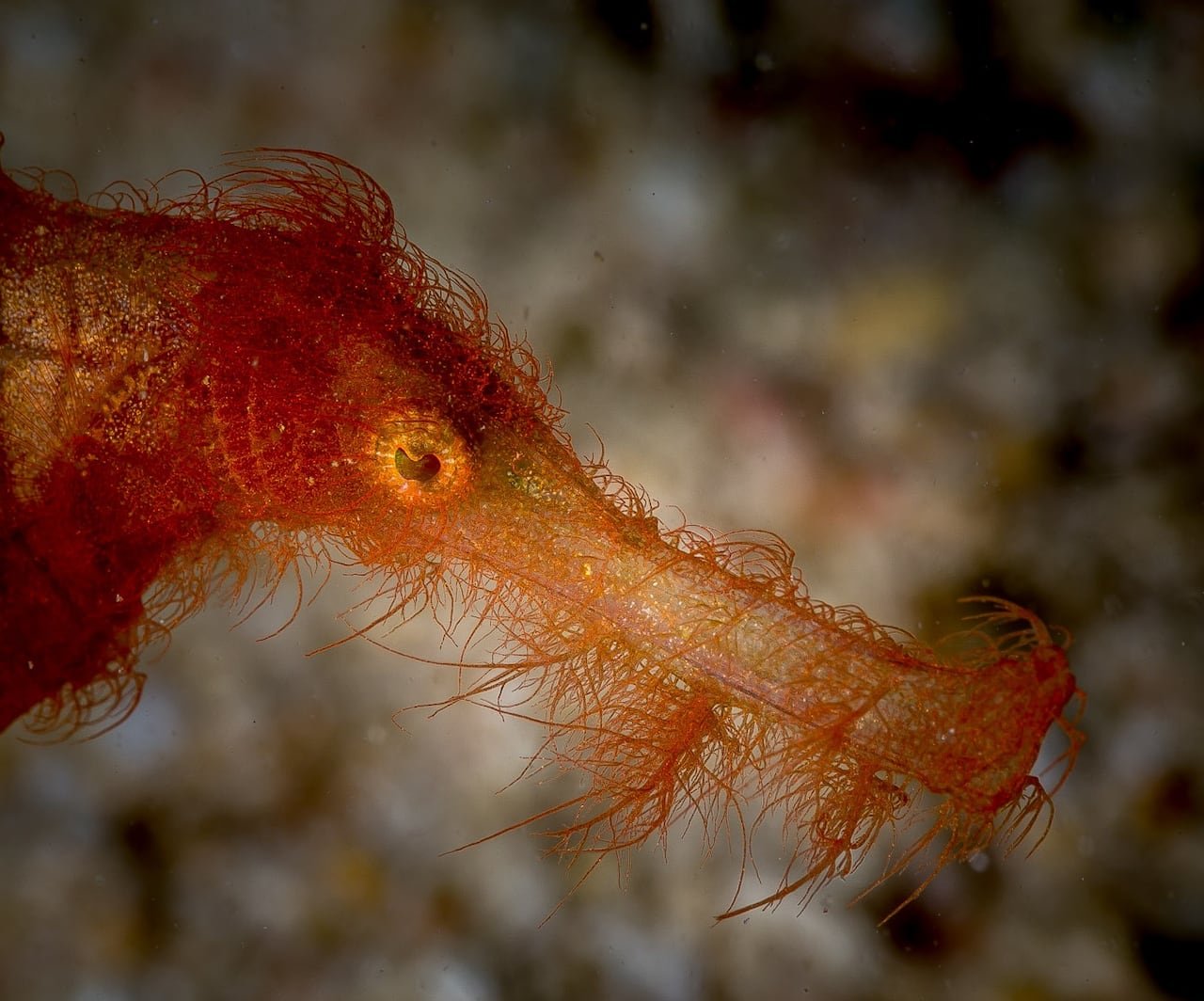 A small orange fish with a lengthy snout and bright yellow eyes.