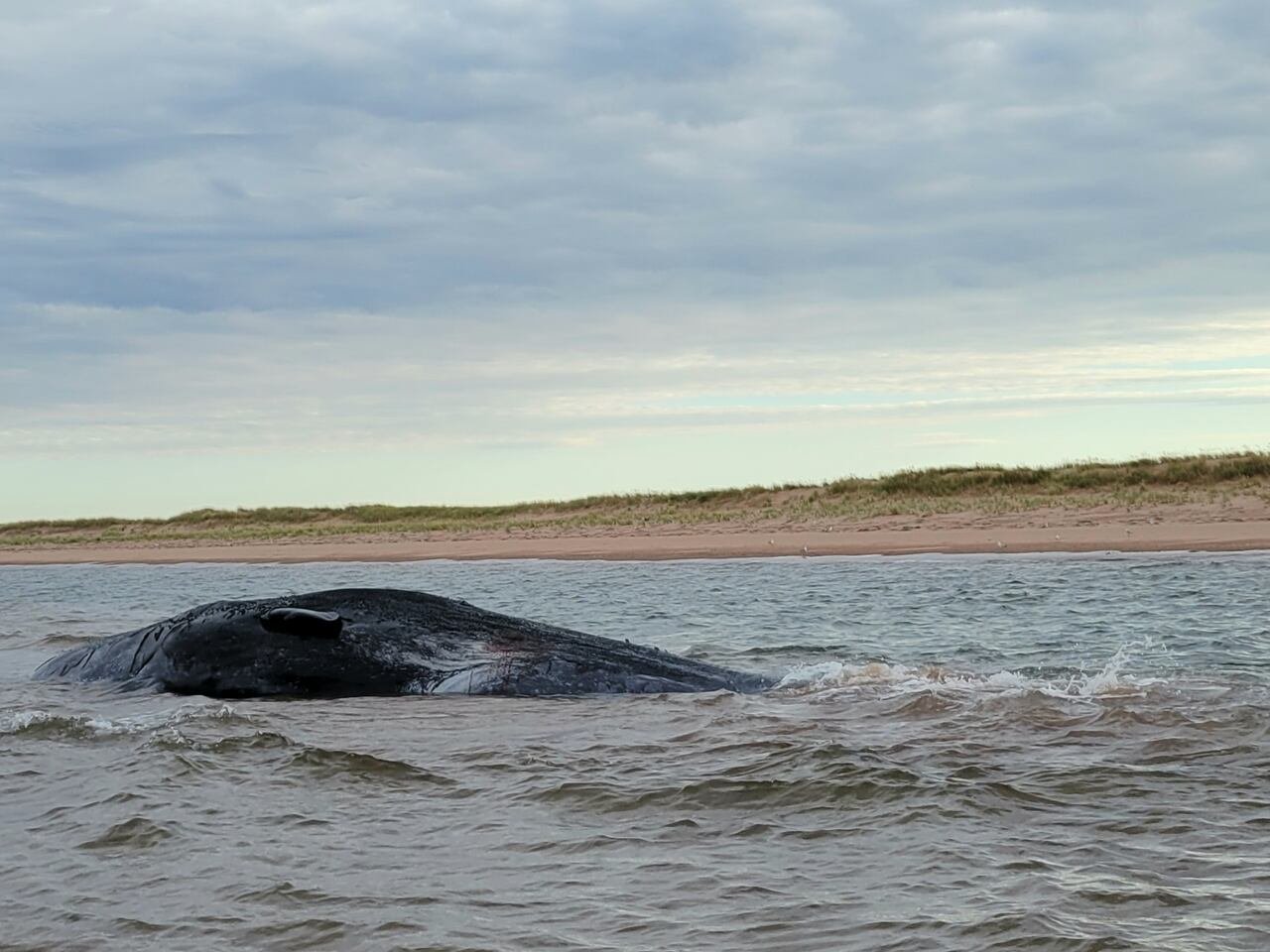 default-164 A stranded sperm whale in shallow waters close to a coastline.